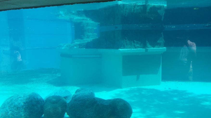 McCormick Bear Habitat - Polar Bear Underwater Exhibit Viewing