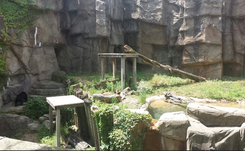McCormick Bear Habitat - Sun Bear Exhibit