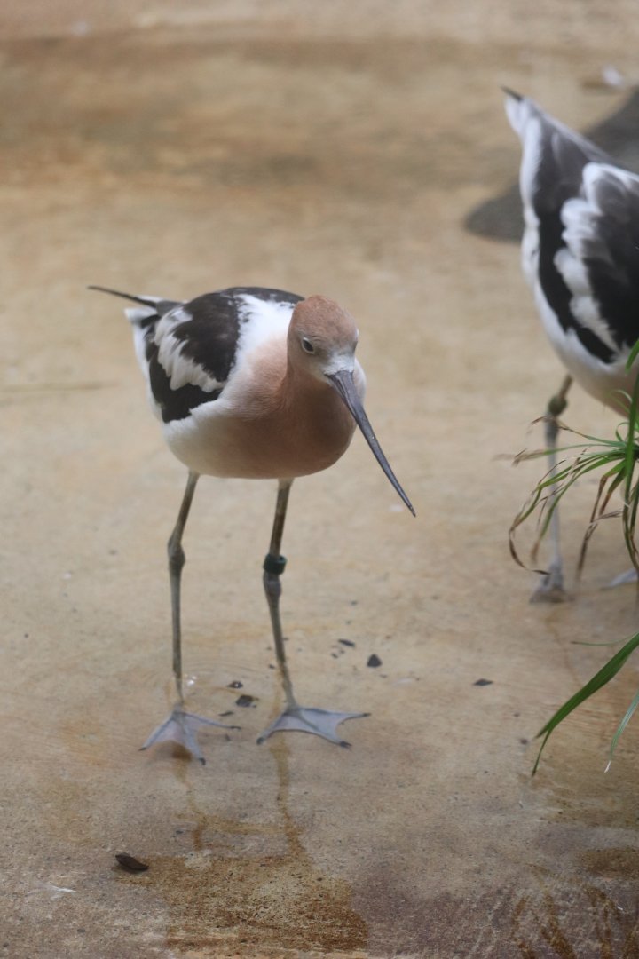 McCormick Bird House - American Avocet