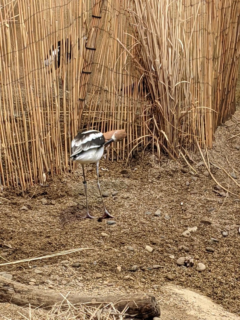 McCormick Bird House - American Avocet
