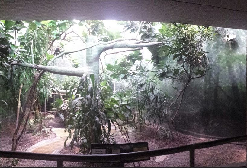 McCormick Bird House - Deep Forest