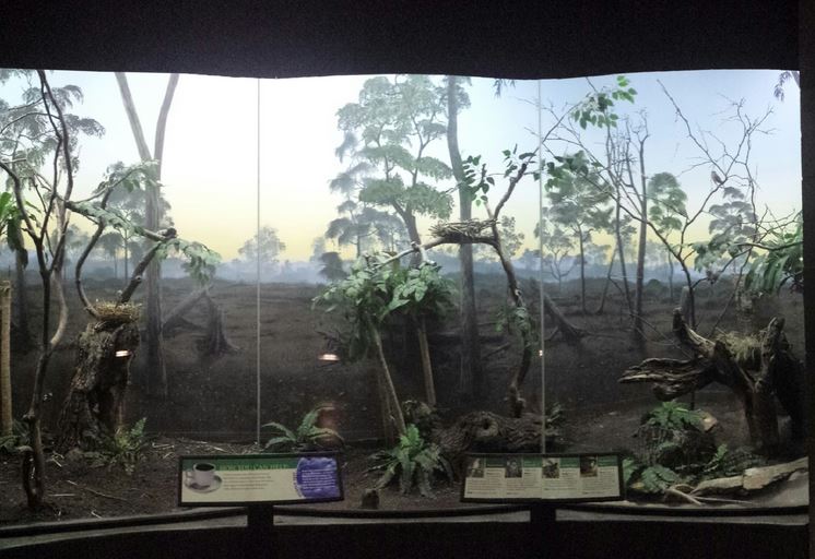 McCormick Bird House - Forest Edge