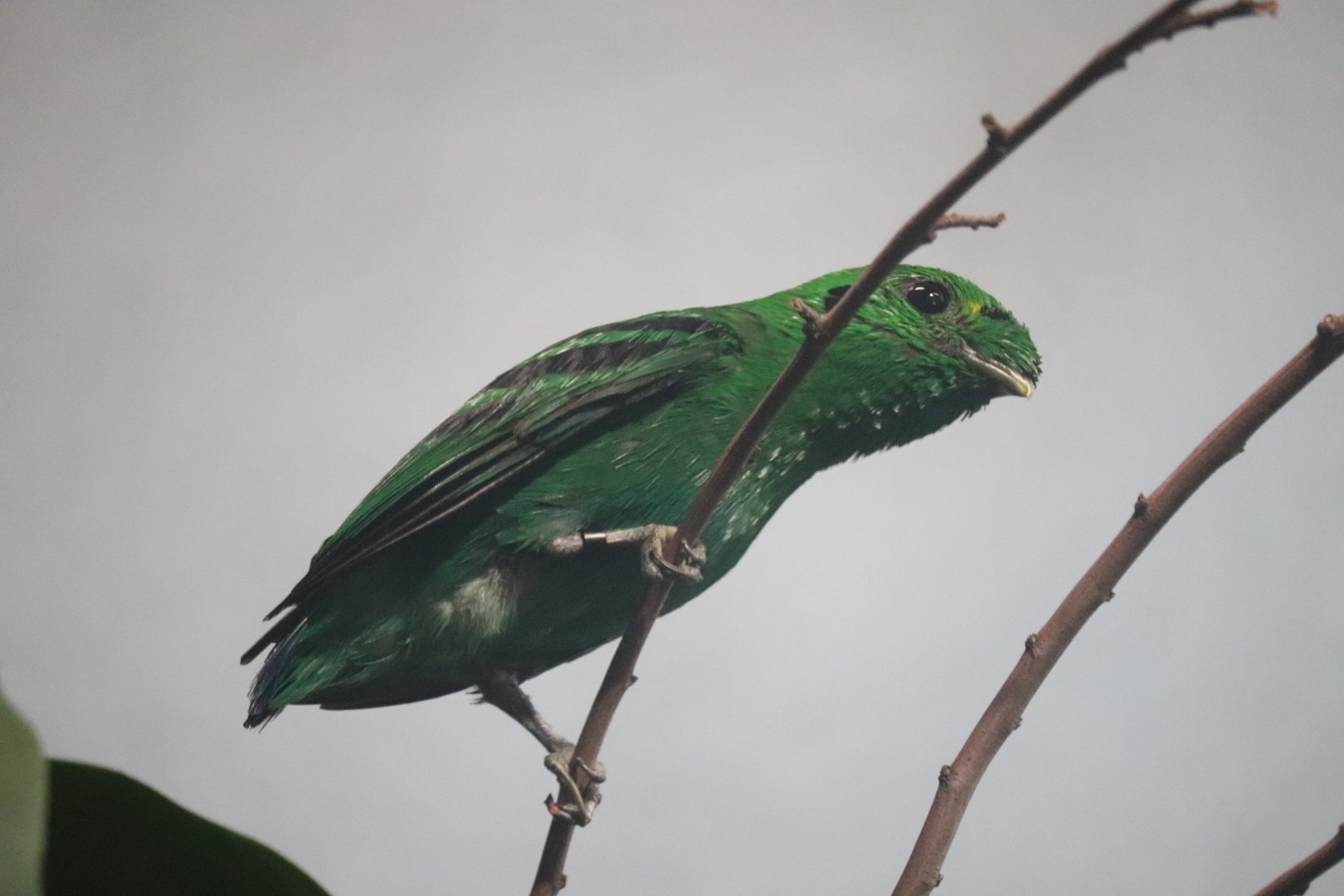 McCormick Bird House - Green Broadbill