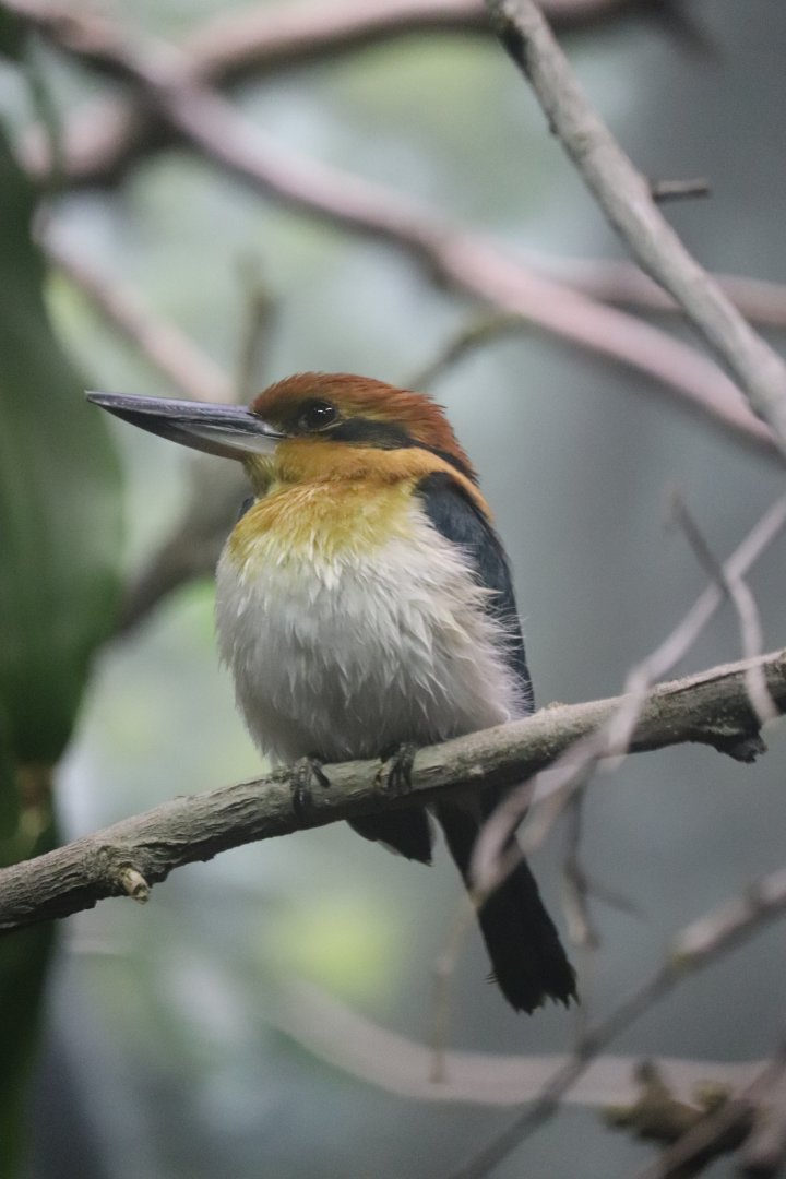 McCormick Bird House - Guam Kingfisher