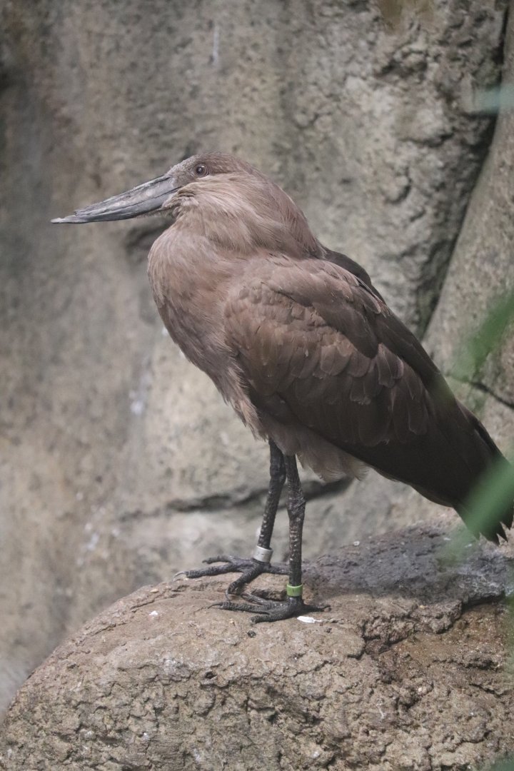 McCormick Bird House - Hamerkop