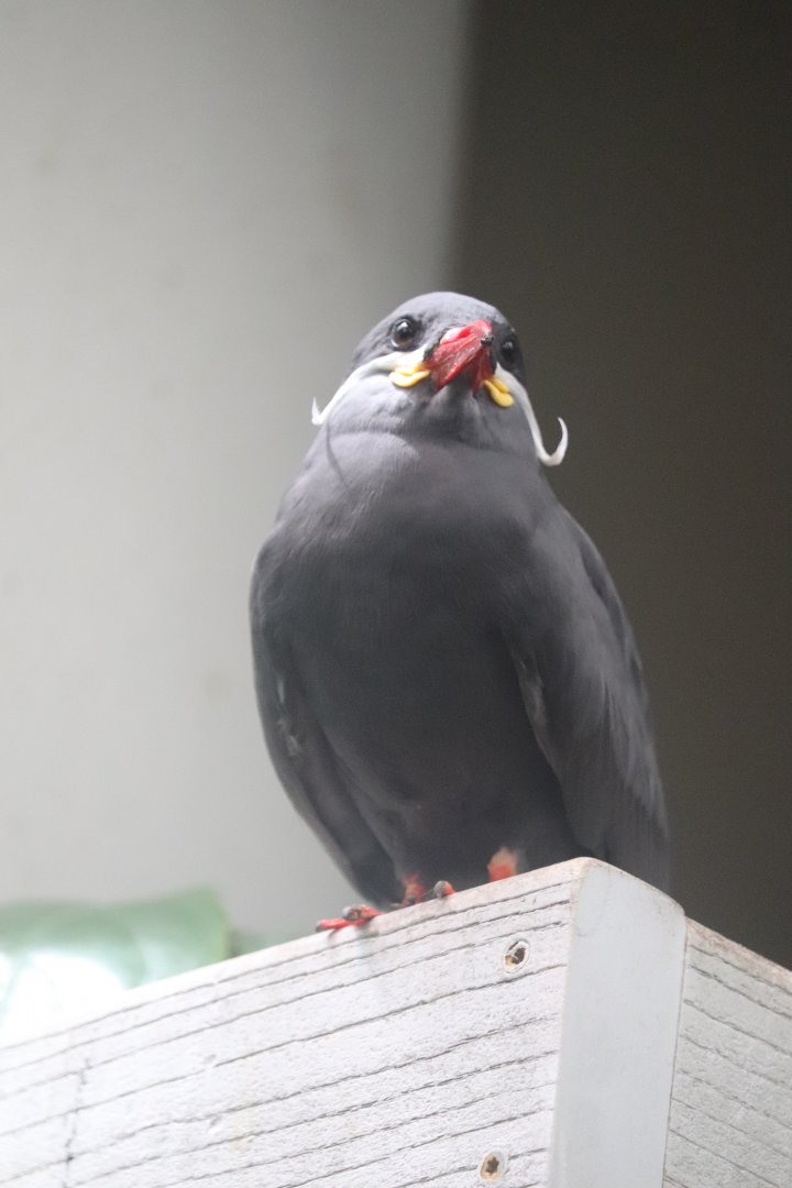 McCormick Bird House - Inca Tern