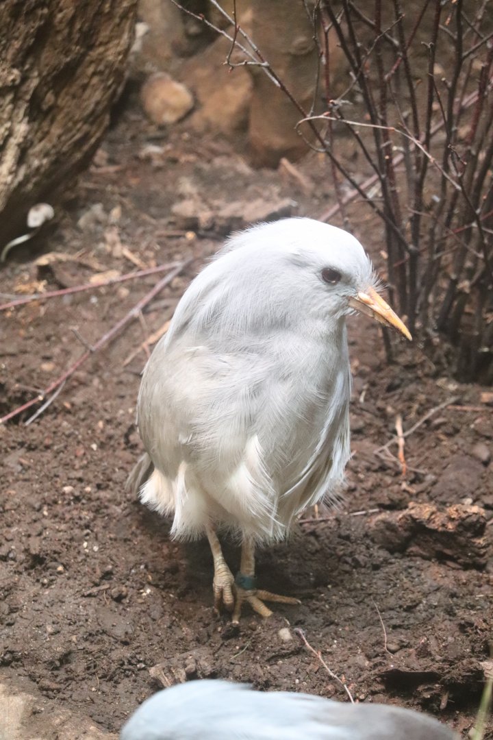 McCormick Bird House - Kagu