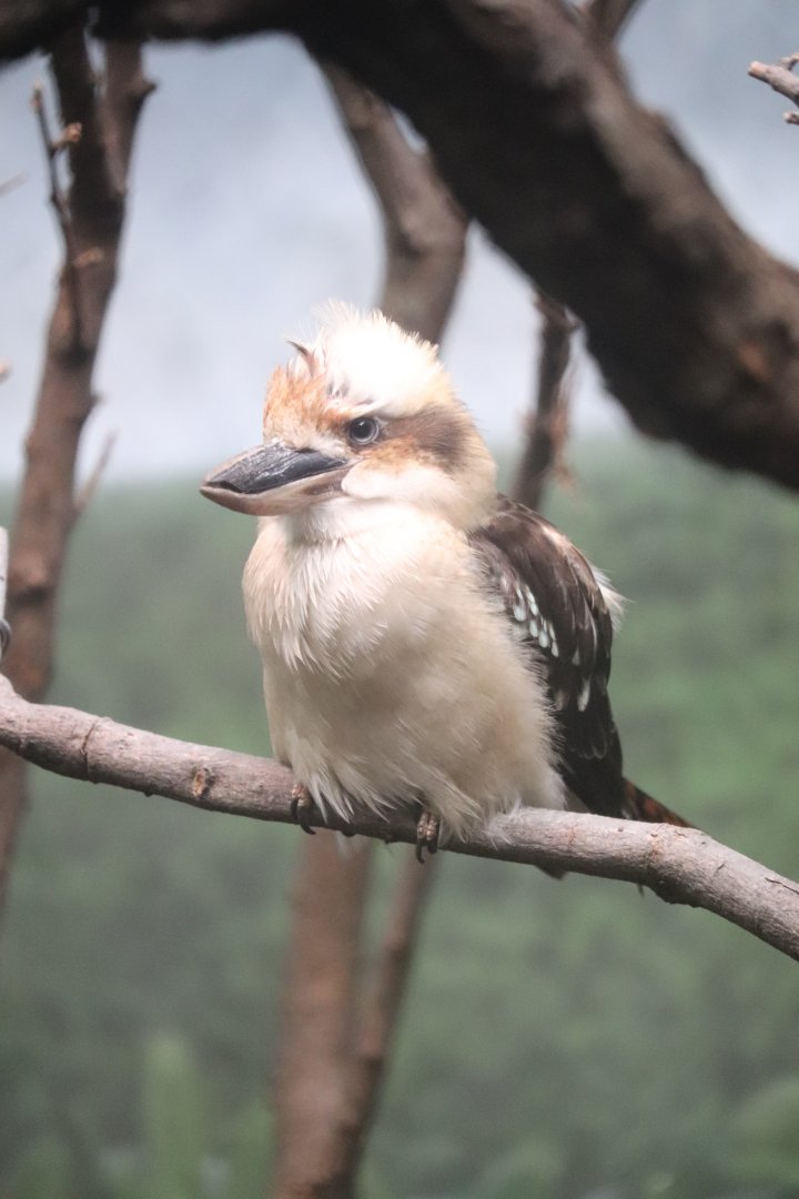McCormick Bird House - Laughing Kookaburra