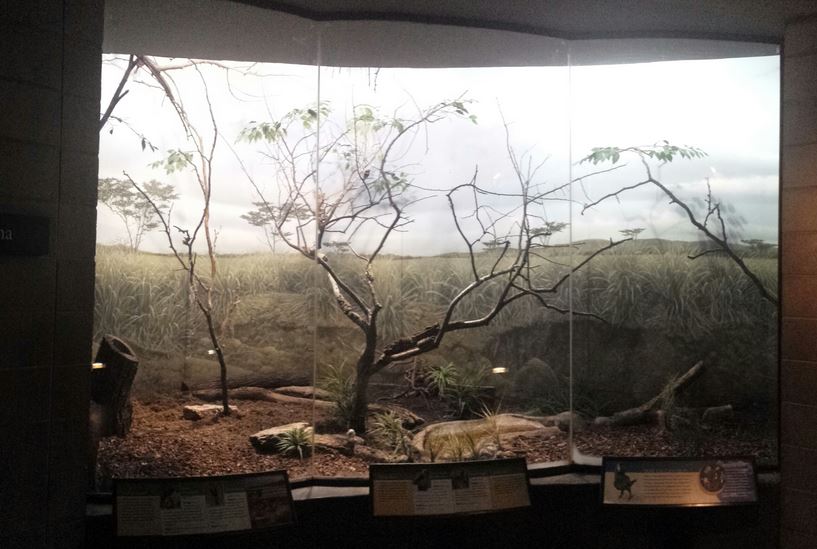 McCormick Bird House - Savanna