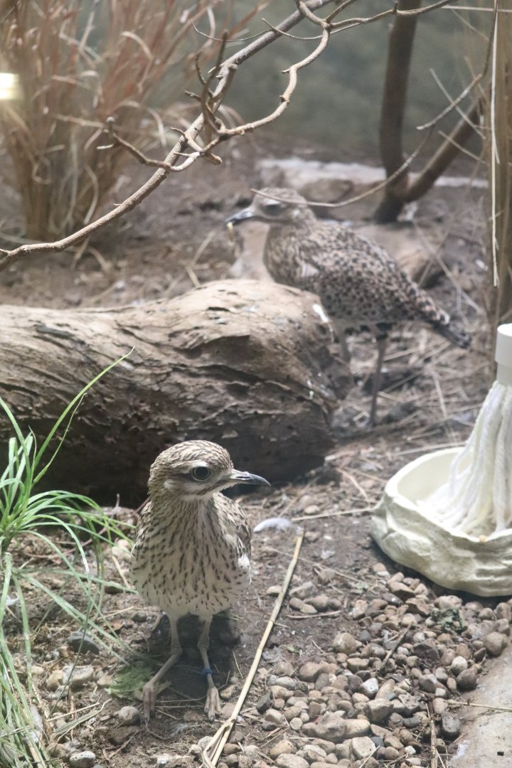 McCormick Bird House - Spotted Dikkop