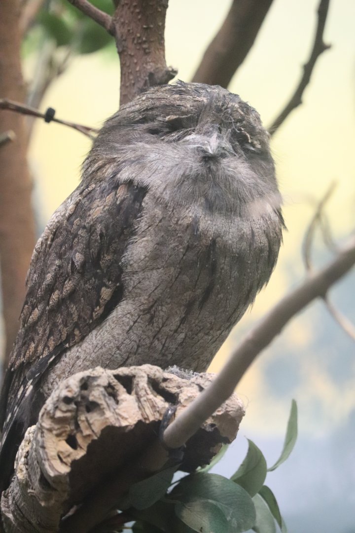 McCormick Bird House - Tawny Frogmouth