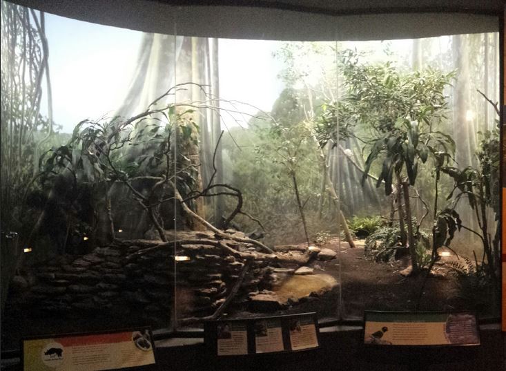 McCormick Bird House - Tropical Forest