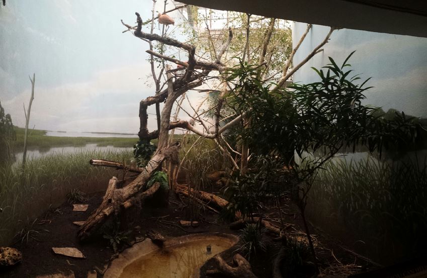 McCormick Bird House - Wetland