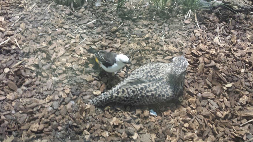 McCormick Bird House - White-headed Buffalo Weaver + Spotted Dikkop