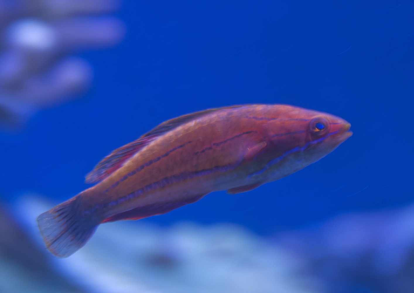 McCosker's flasher wrasse