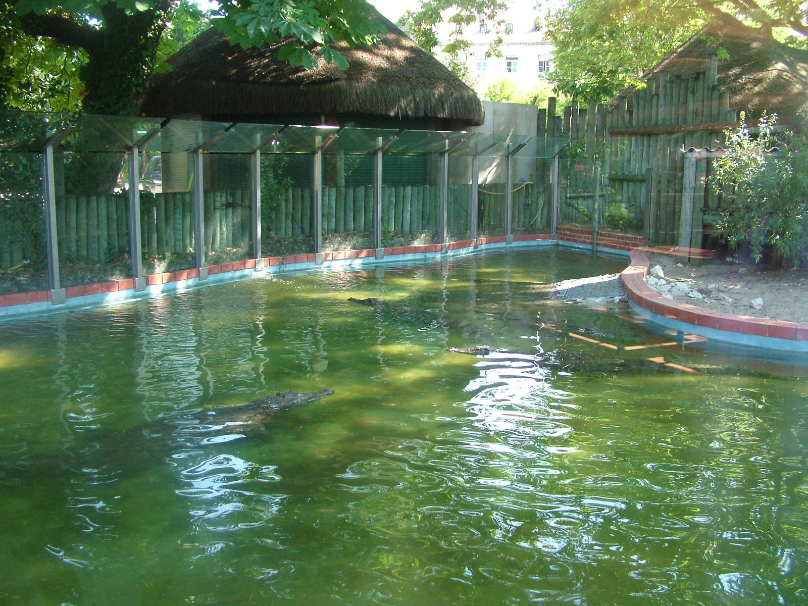 McCrocodile Exhibit at Lisbon Zoo, 24/05/11