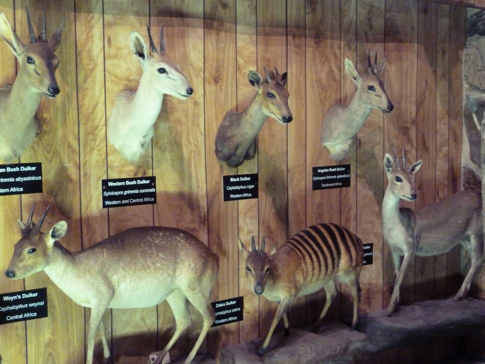 McElroy Hall - 7 Duikers