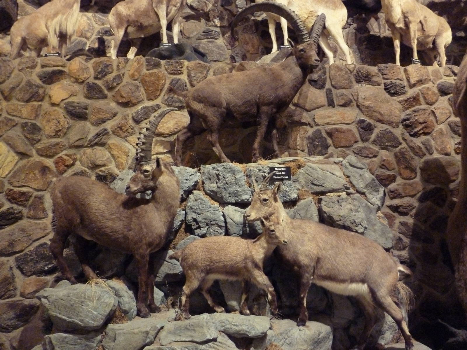 McElroy Hall - Alpine Ibex