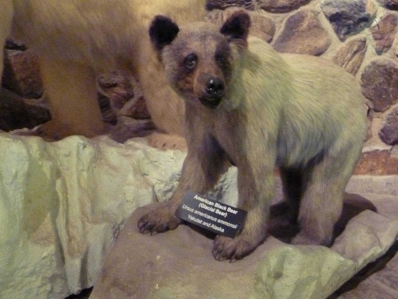 McElroy Hall - American Black Bear