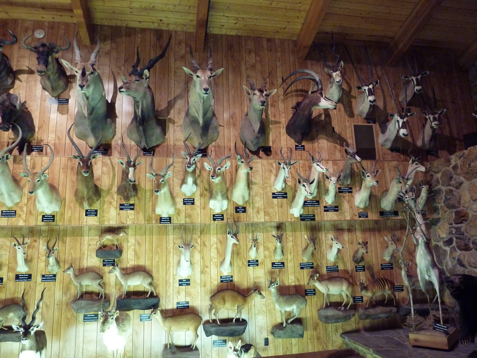 McElroy Hall - Antelope