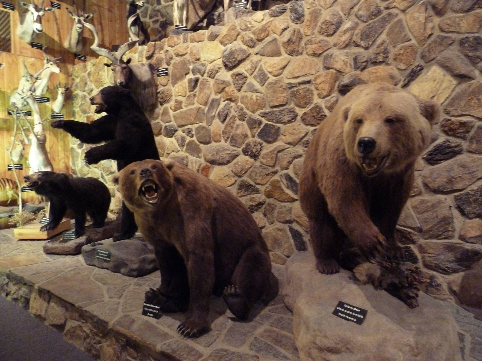 McElroy Hall - Bears