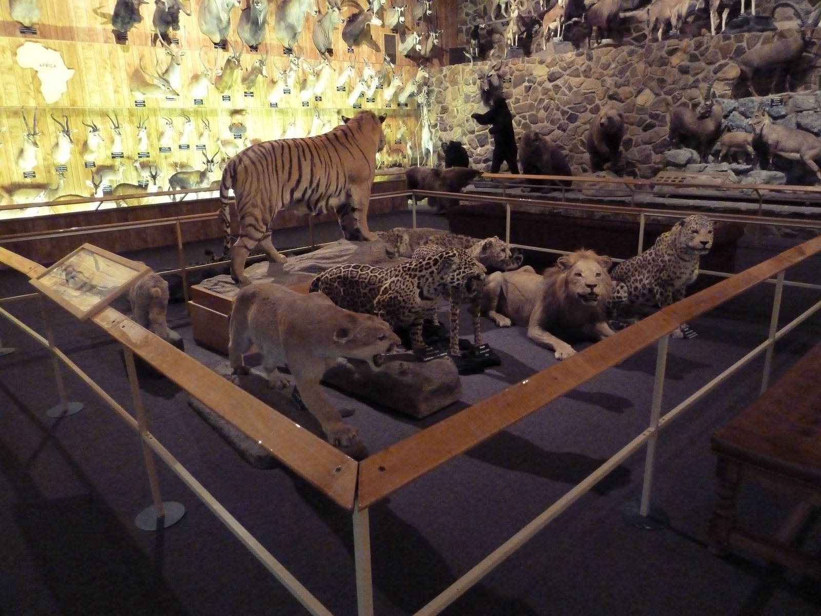 McElroy Hall - Big Cats