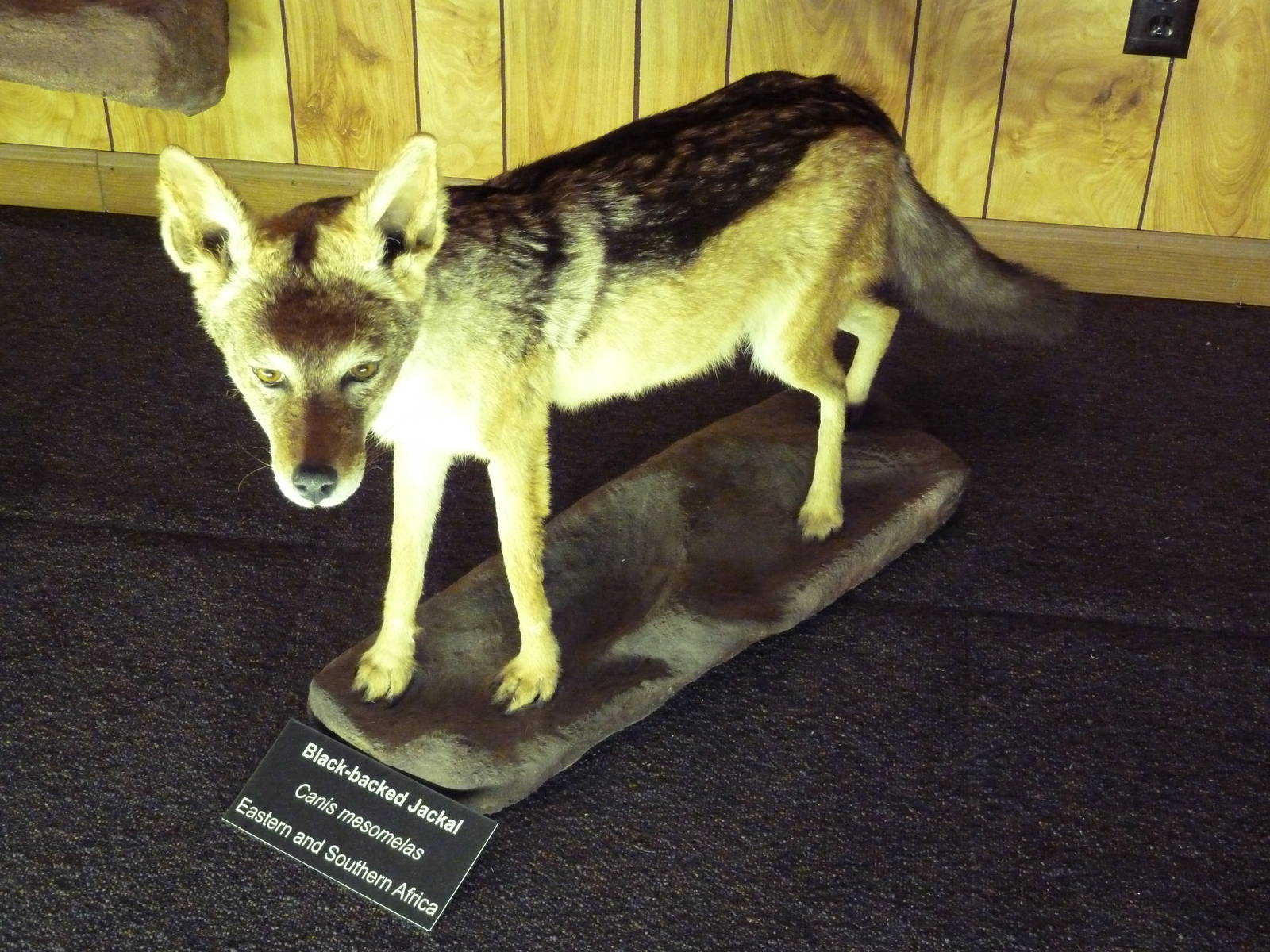 McElroy Hall - Black-Backed Jackal