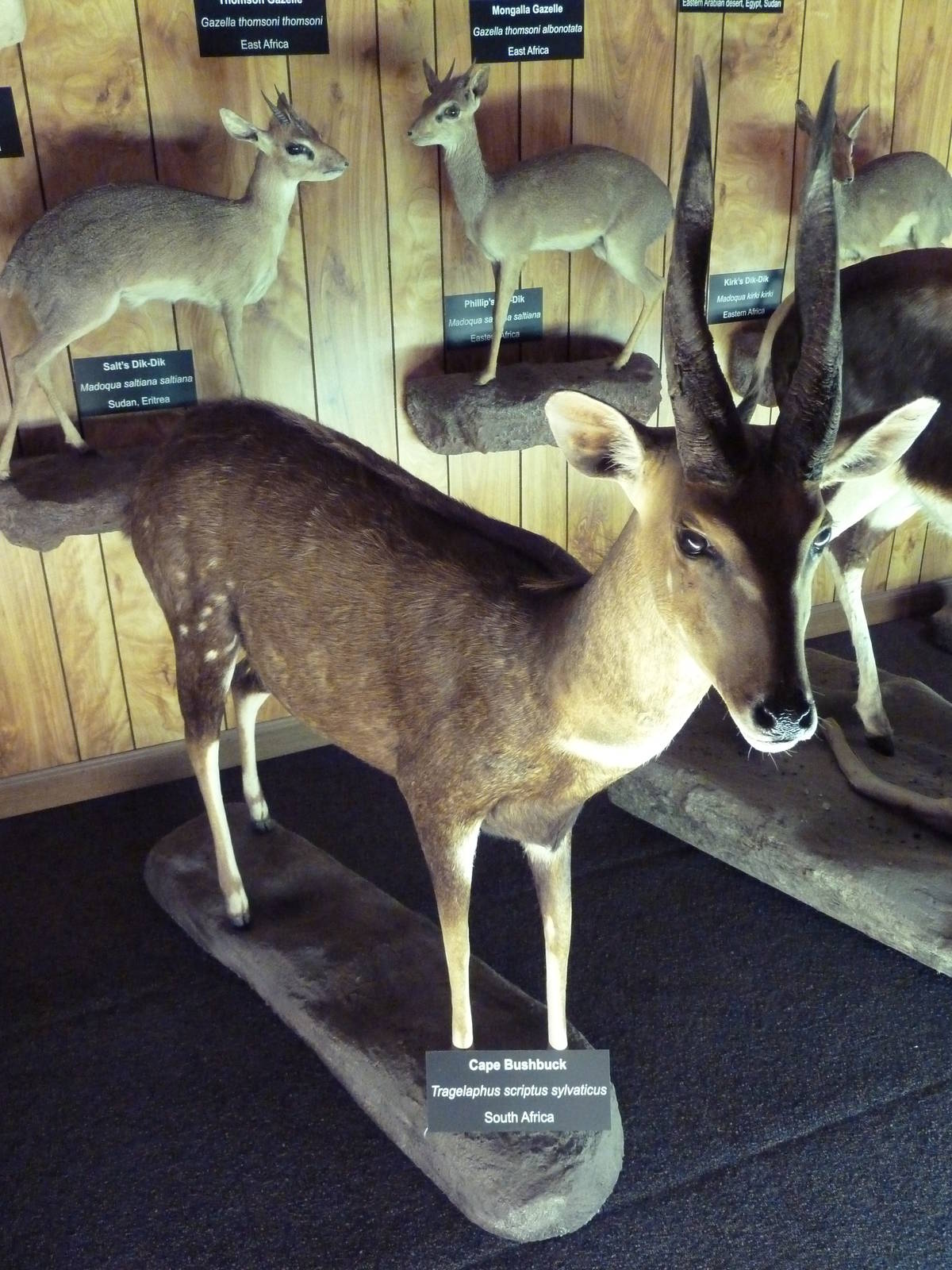 McElroy Hall - Cape Bushbuck