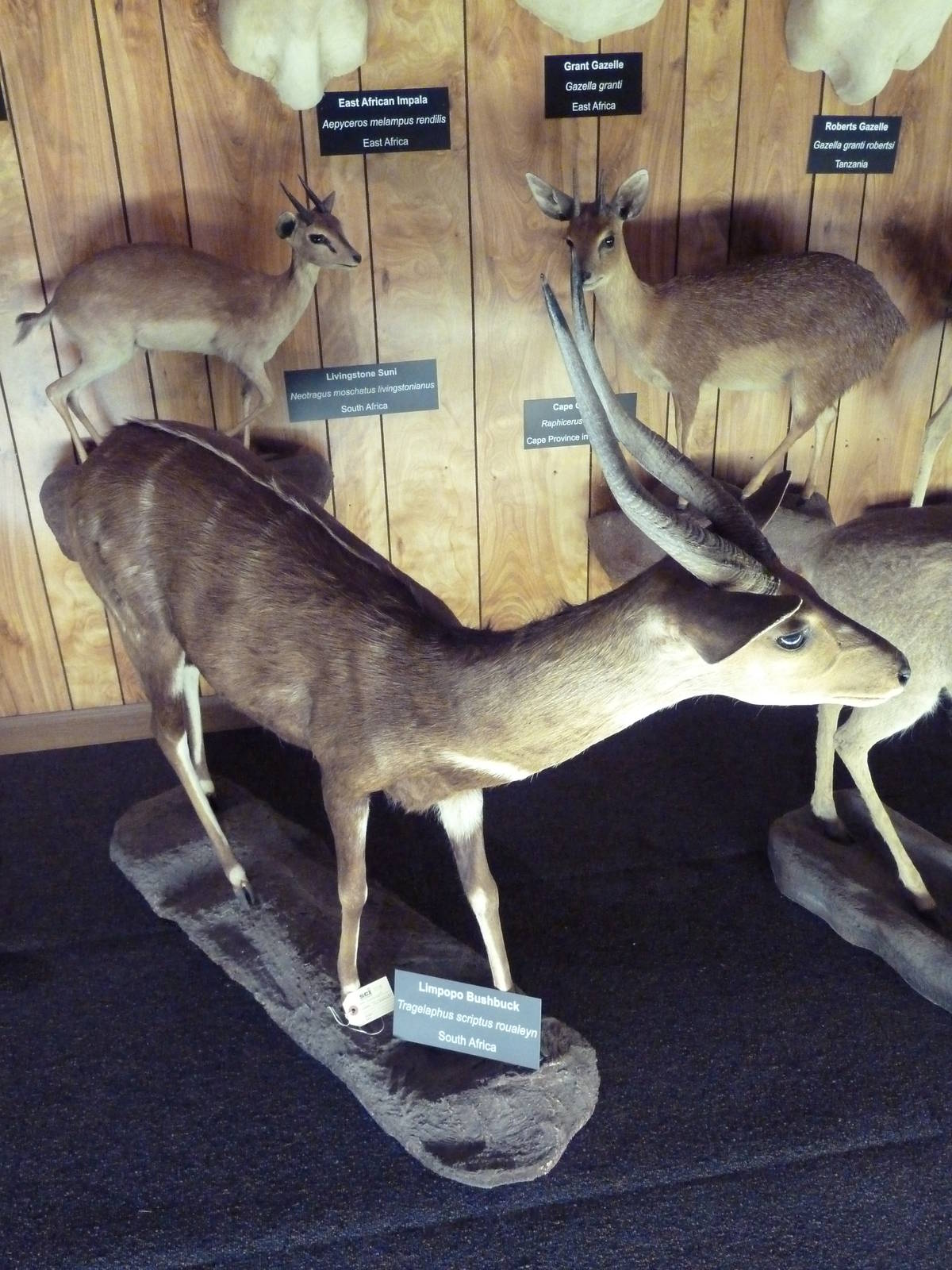 McElroy Hall - Limpopo Bushbuck