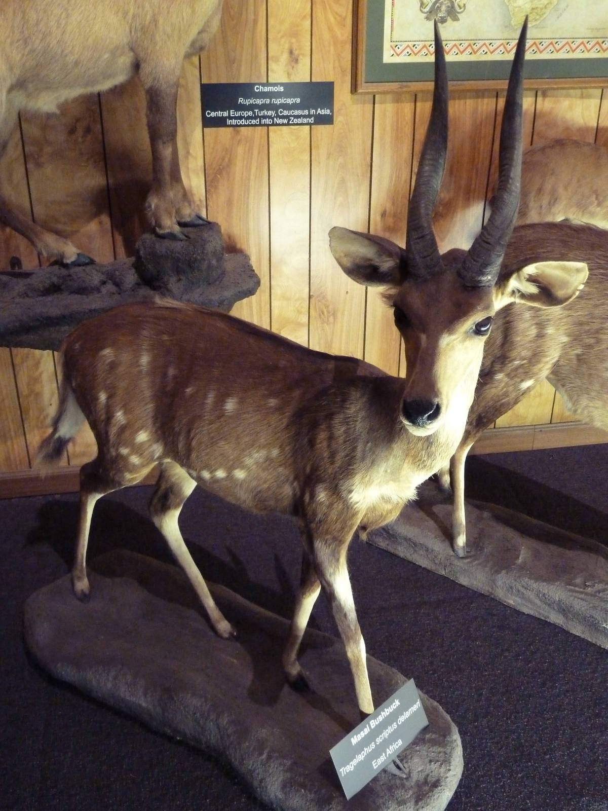 McElroy Hall - Masai Bushbuck