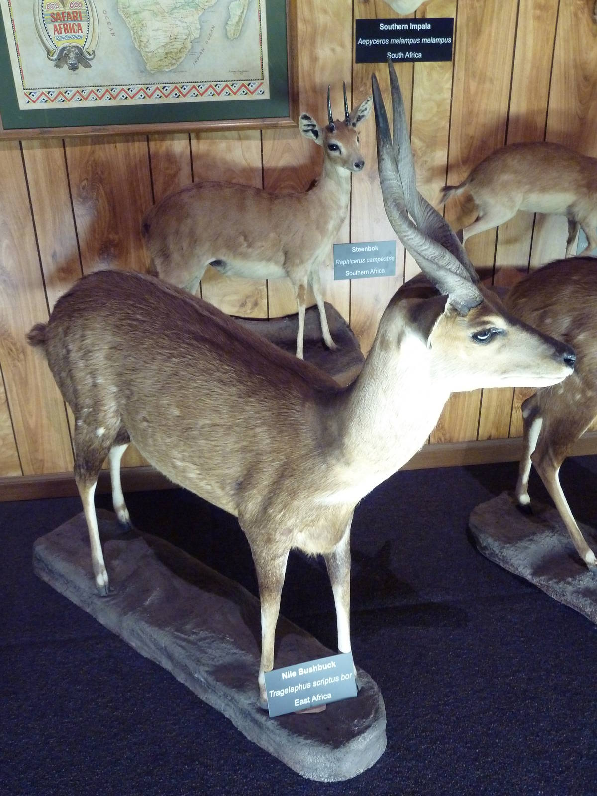 McElroy Hall - Nile Bushbuck