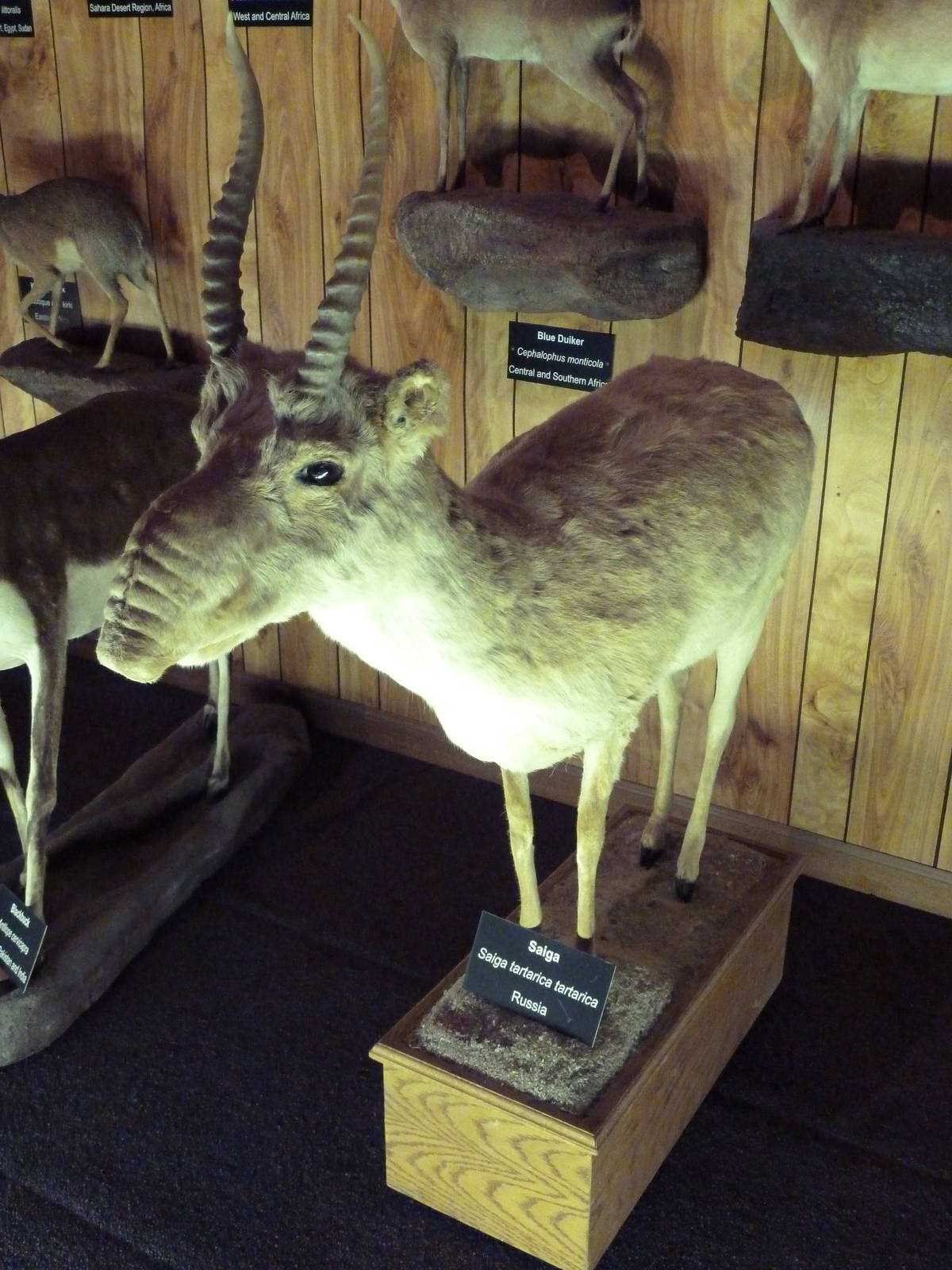 McElroy Hall - Saiga