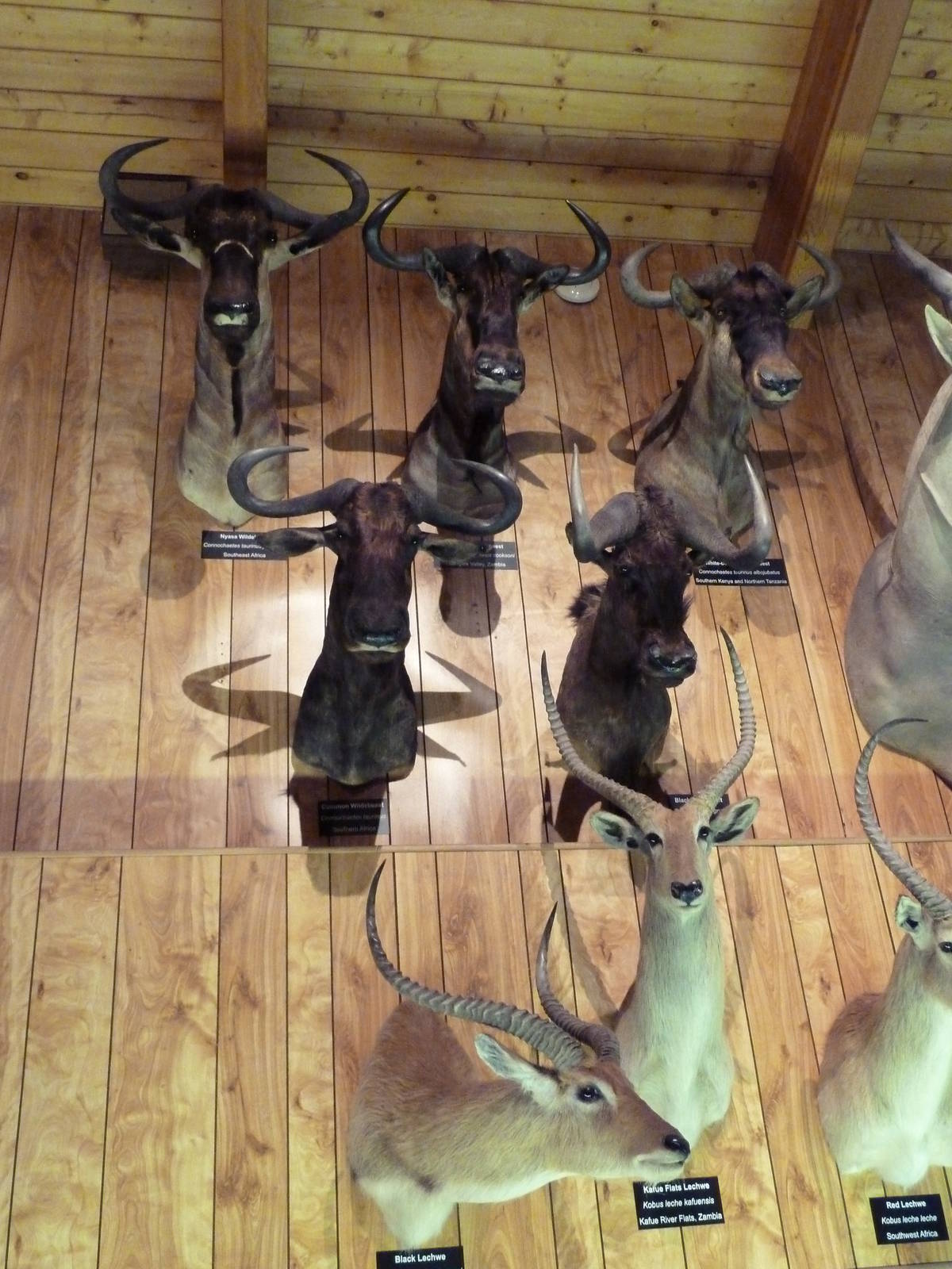 McElroy Hall - Wildebeest Wall