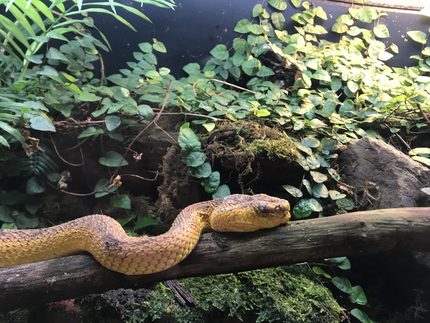 McGregor's Pit Viper (Trimeresurus mcgregori)