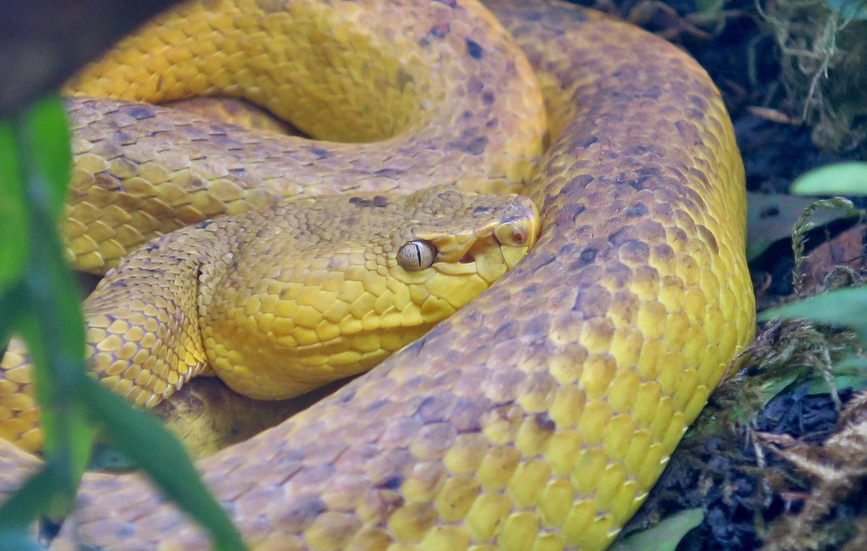 McGregor's Pit Viper (Trimeresurus mcgregori)