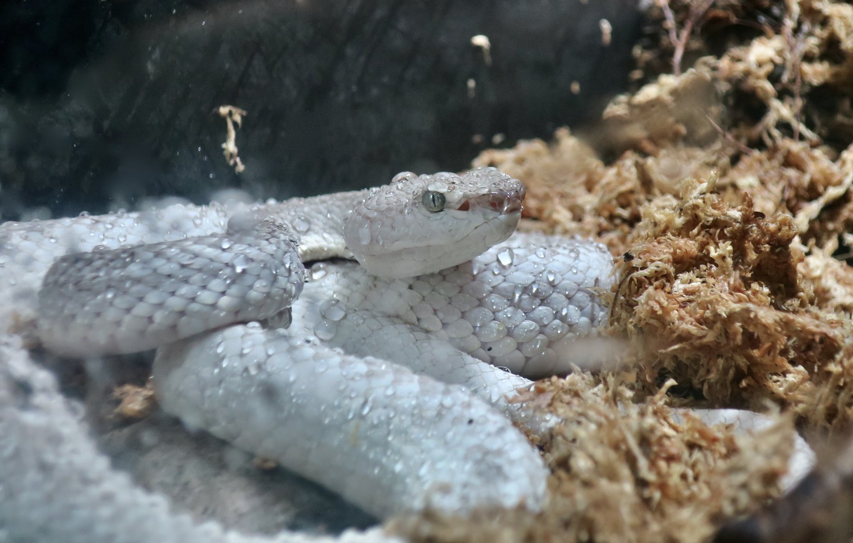 McGregor's Pit Viper (Trimeresurus mcgregori)