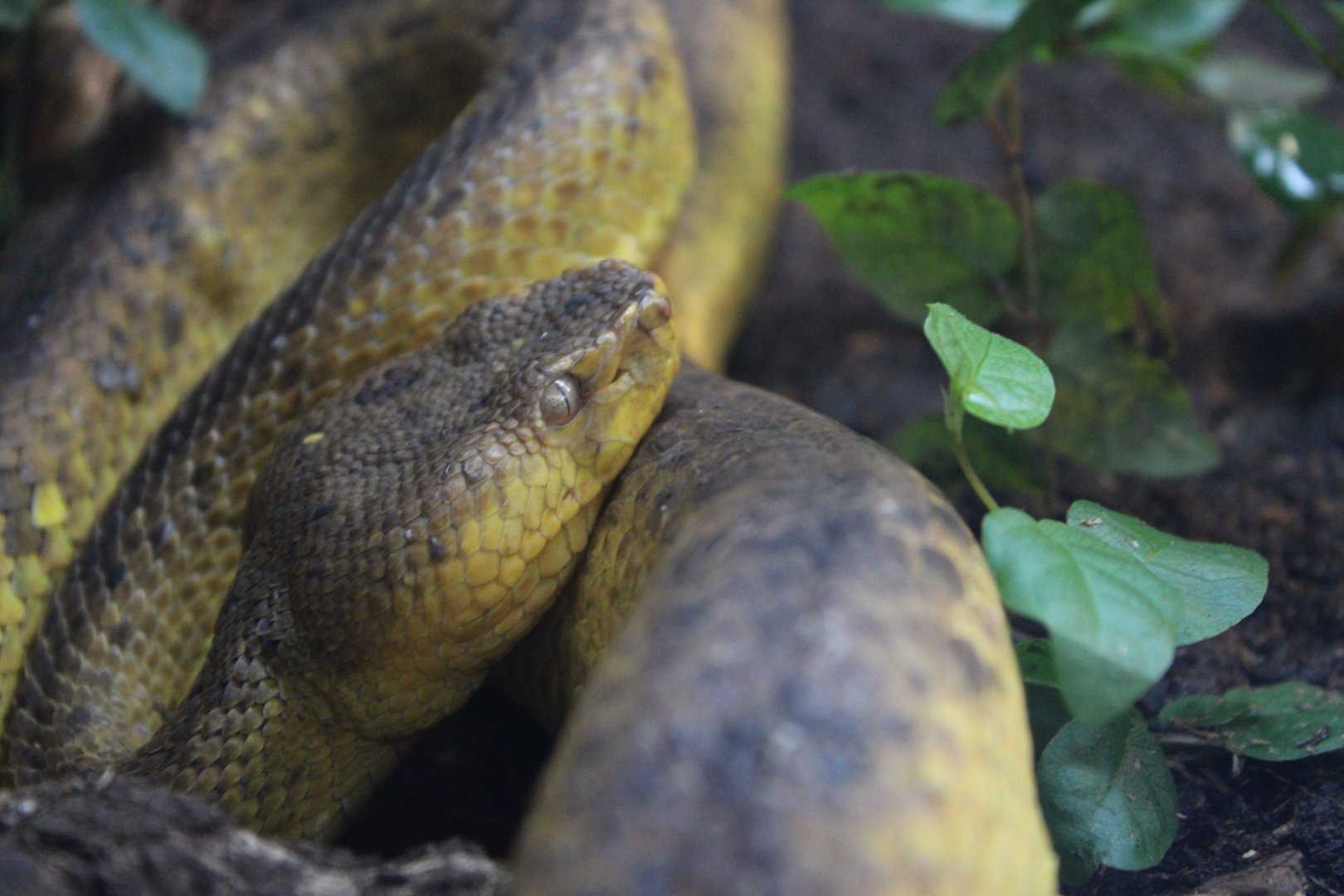 Mcgregor's Pit Viper