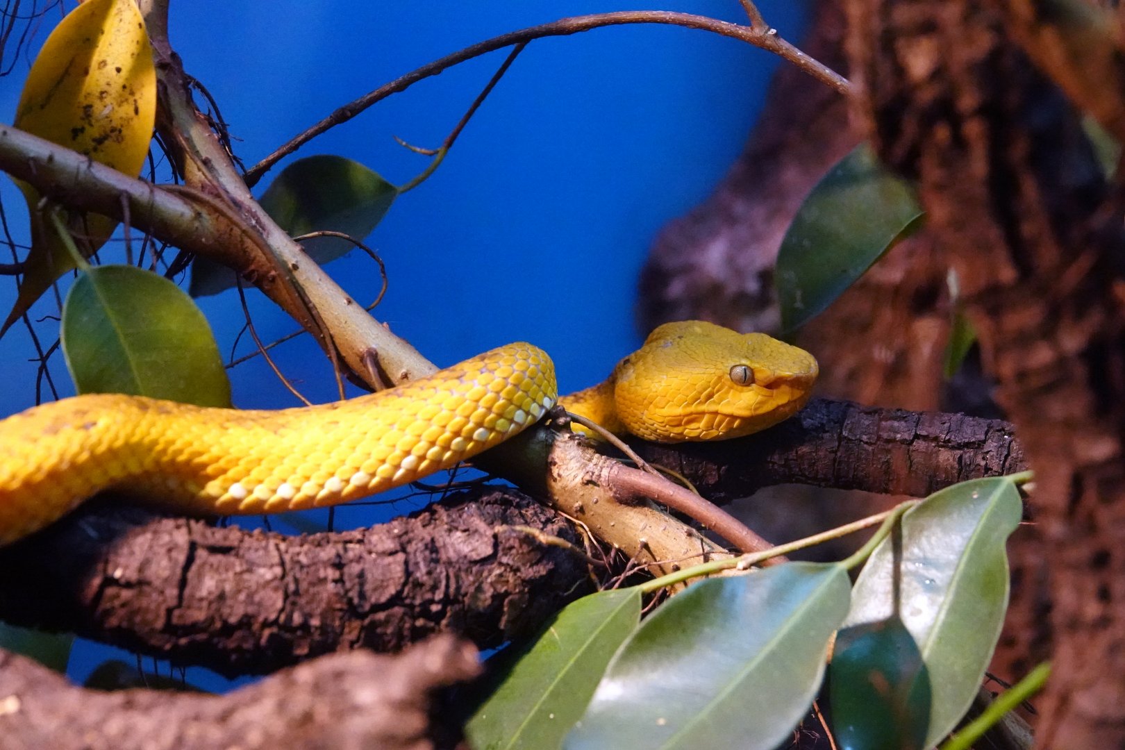 McGregor’s pit viper