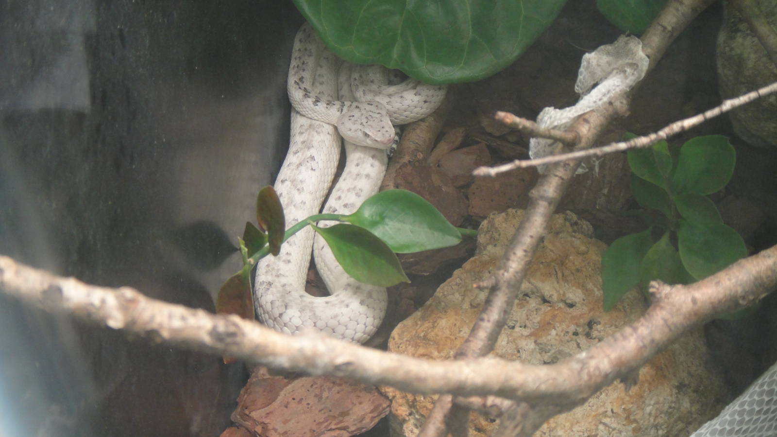 McGregor's Viper at Dallas zoo 2015-03-12