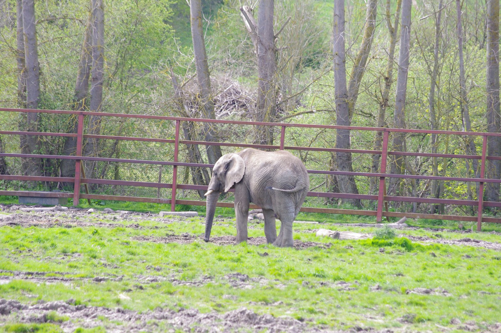 Mchumba- African Elephant- 12/4/2024