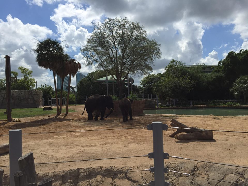 McNair Asian Elephant Habitat- August 5, 2016