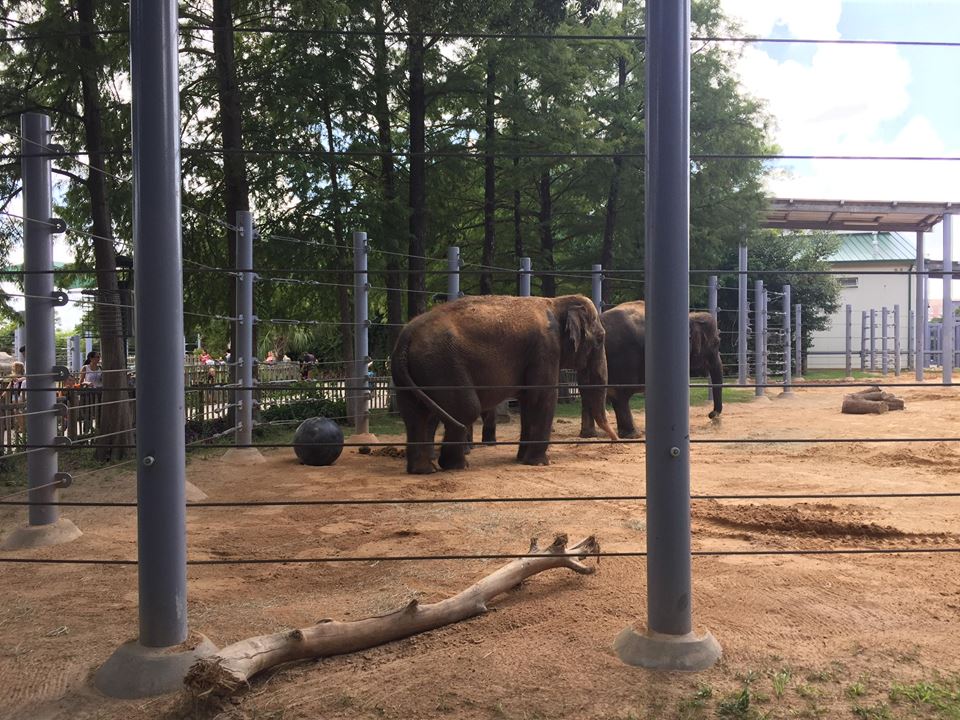 McNair Asian Elephant Habitat