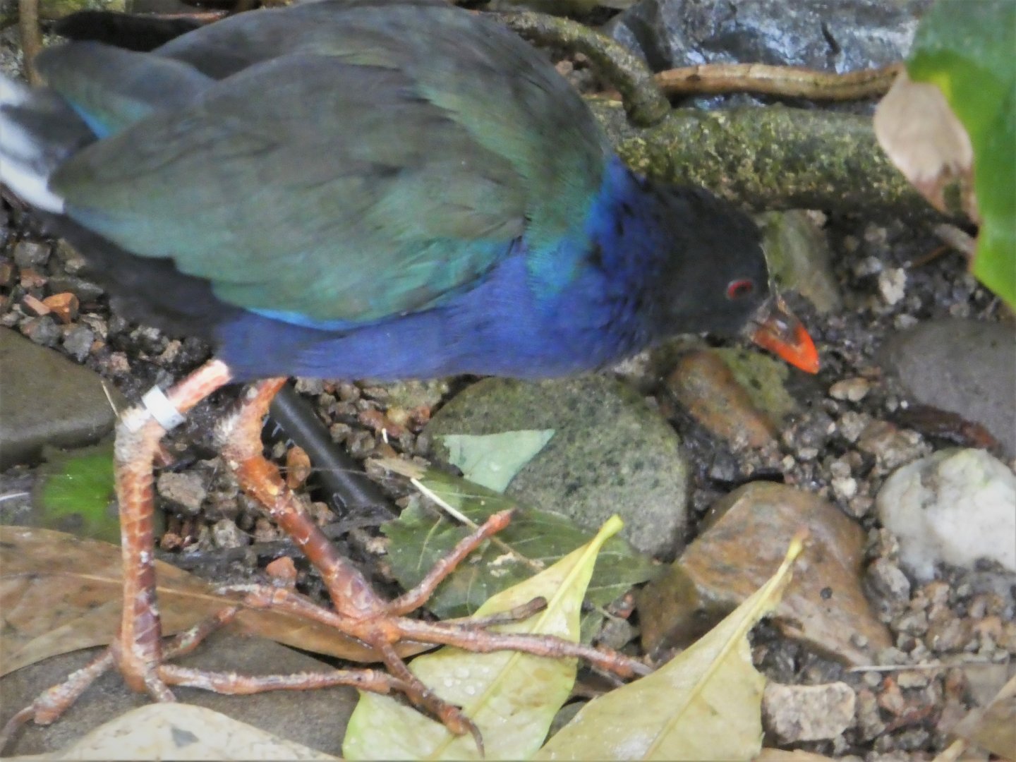 McNeil Avian Center - Allen's Gallinule