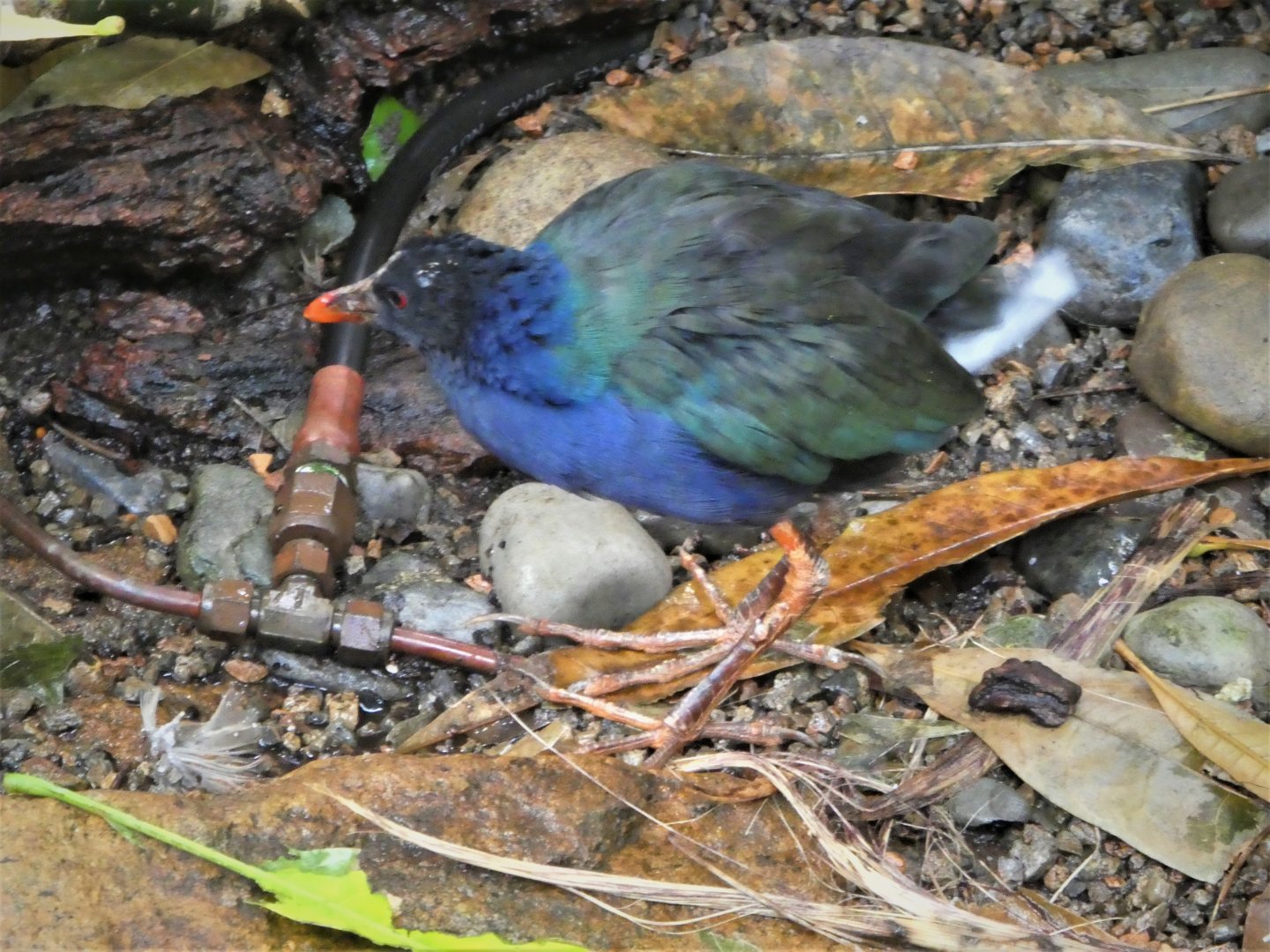 McNeil Avian Center - Allen's Gallinule