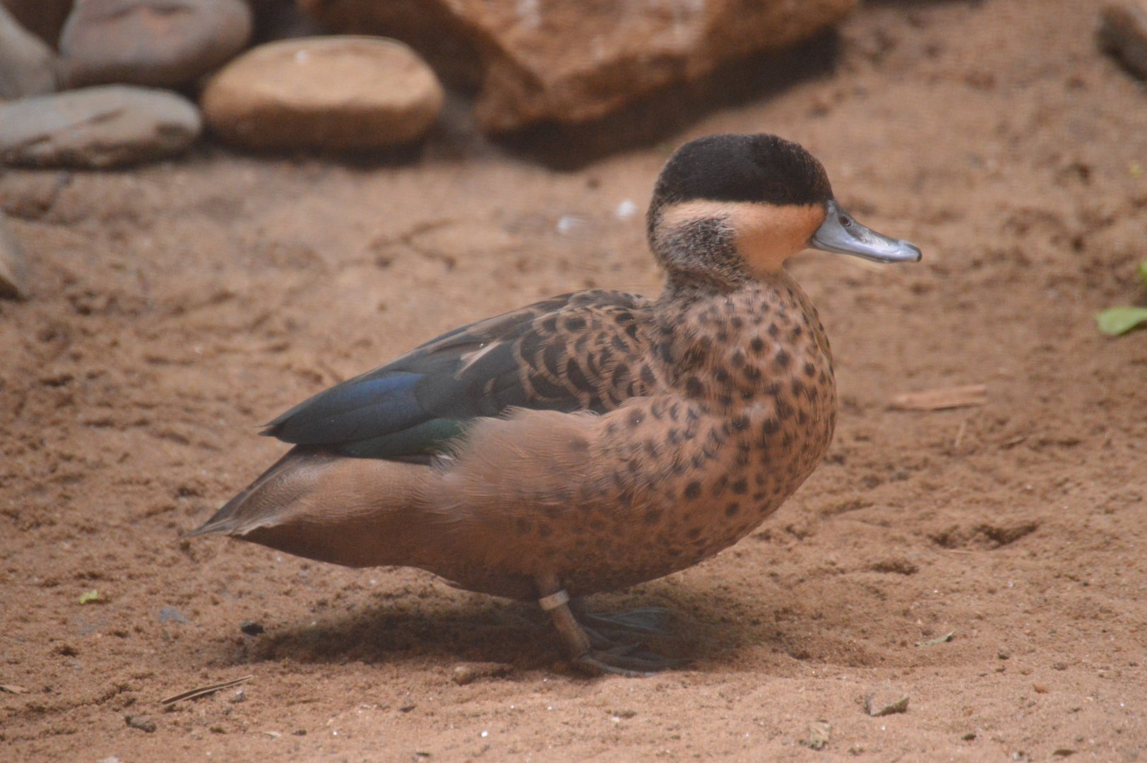 McNeil Avian Center - Blue-billed Teal (Spatula hottentota)