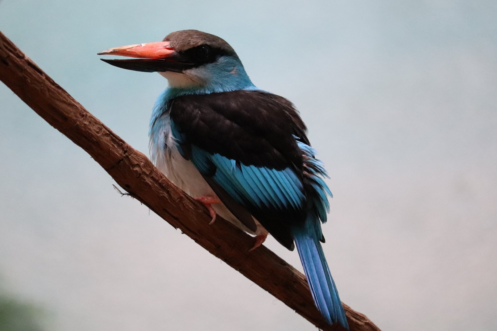 Mcneil Avian Center - Blue-Breasted Kingfisher