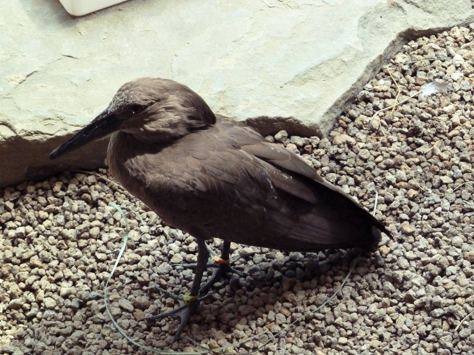 McNeil Avian Center - Built In 1916 - Hammerkop