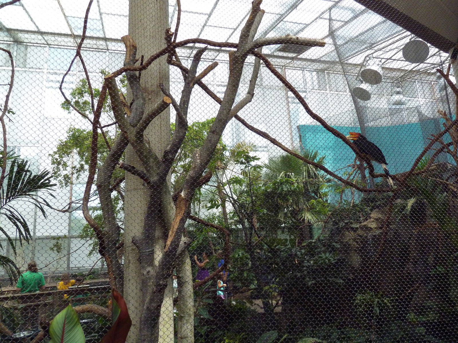 McNeil Avian Center - Built In 1916 - Rhinoceros Hornbill Exhibit