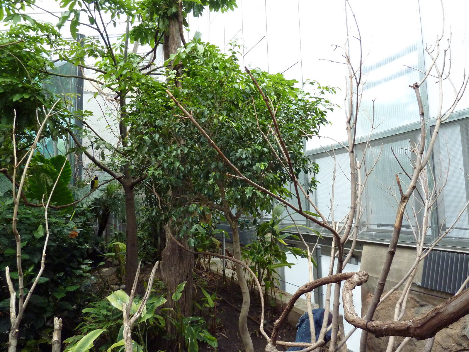 McNeil Avian Center - Built In 1916