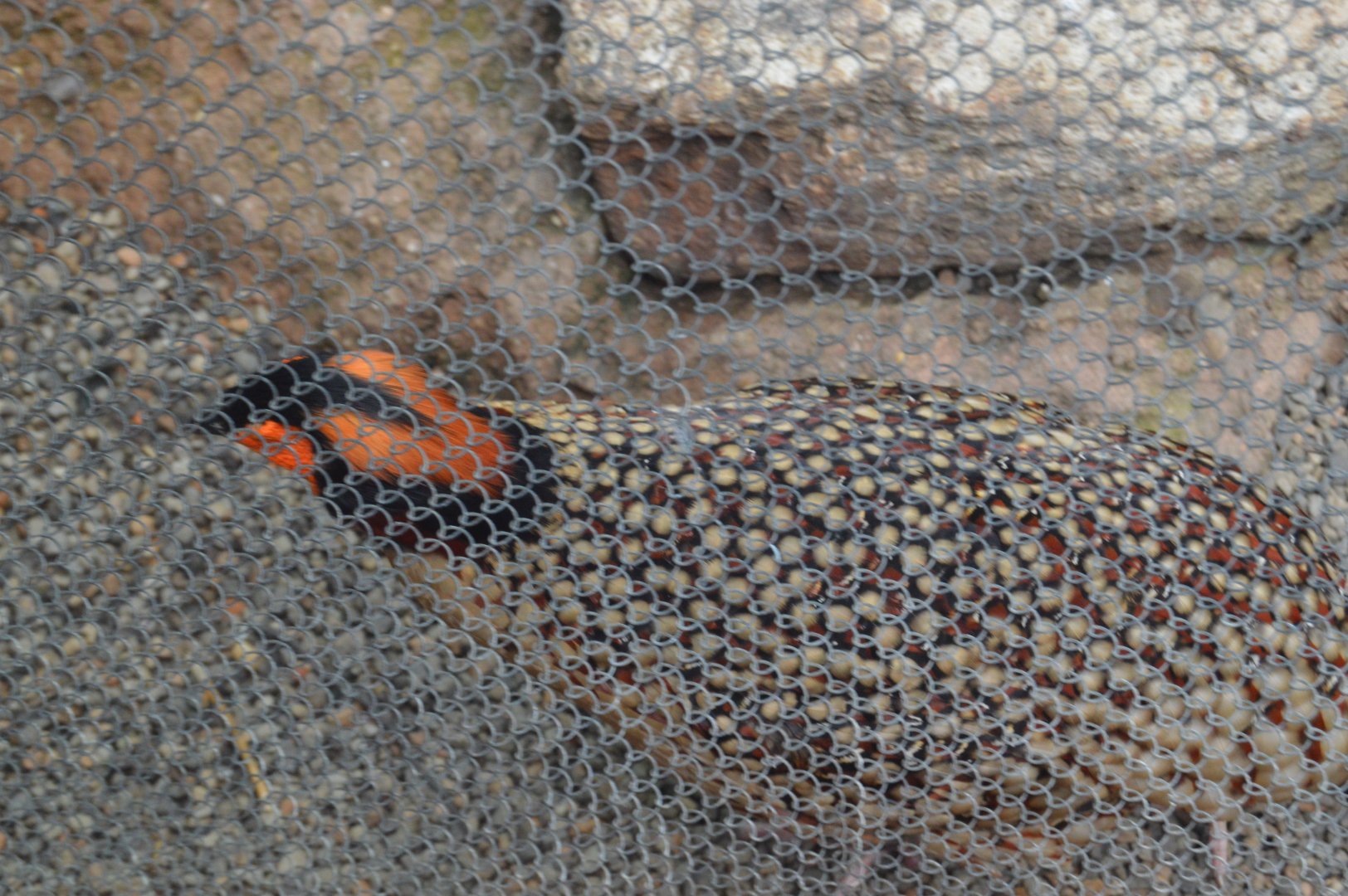 McNeil Avian Center - Cabot's Tragopan (Tragopan caboti)